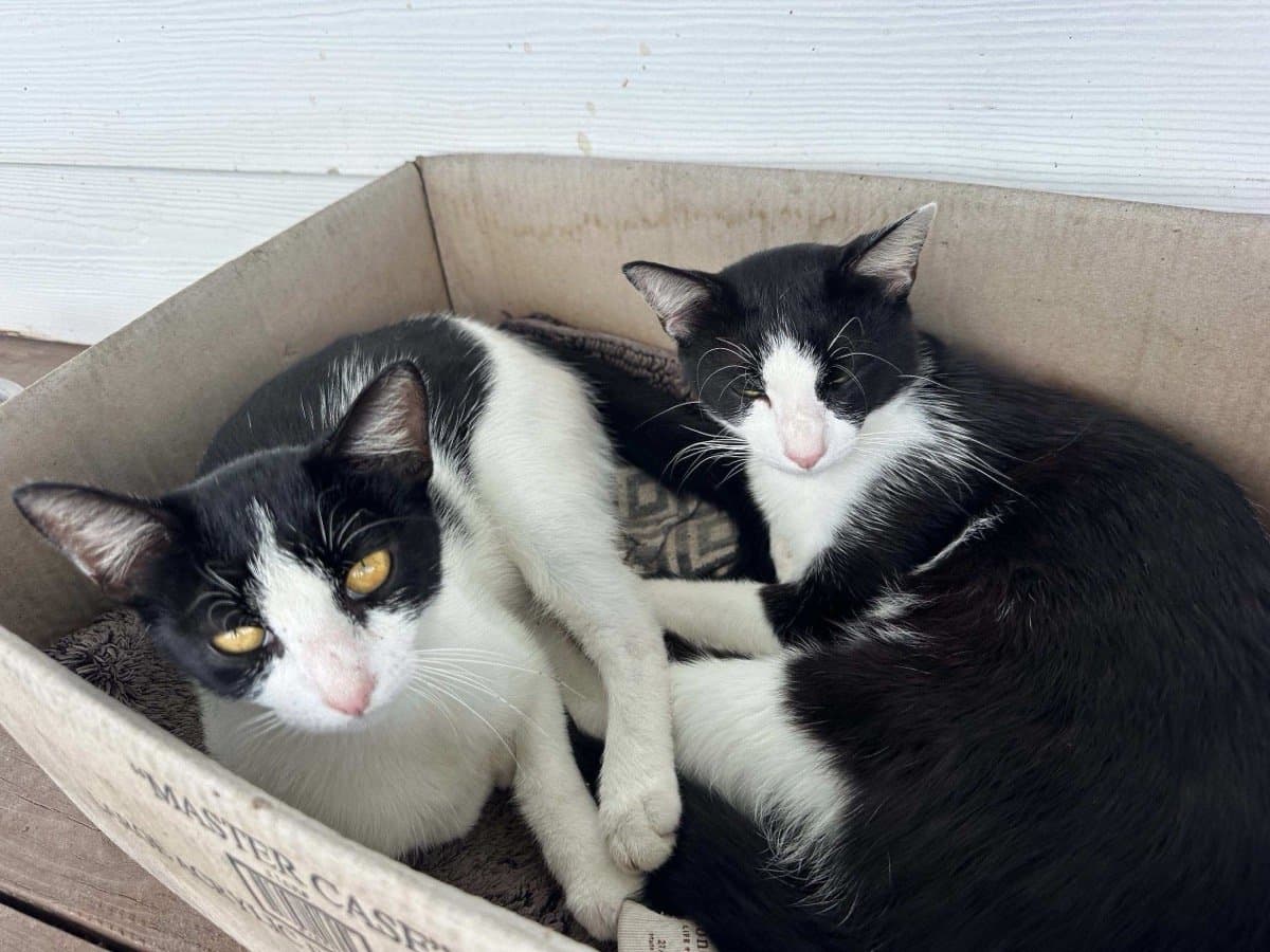 A pair of barn cats