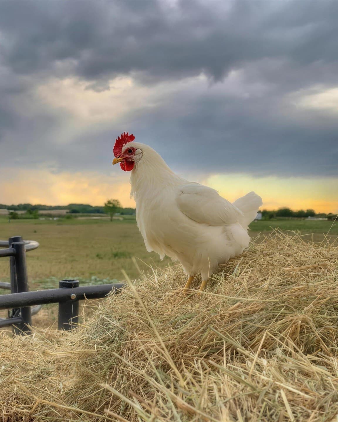 A white hen perched on a hay bale as the sun sets over the pasture