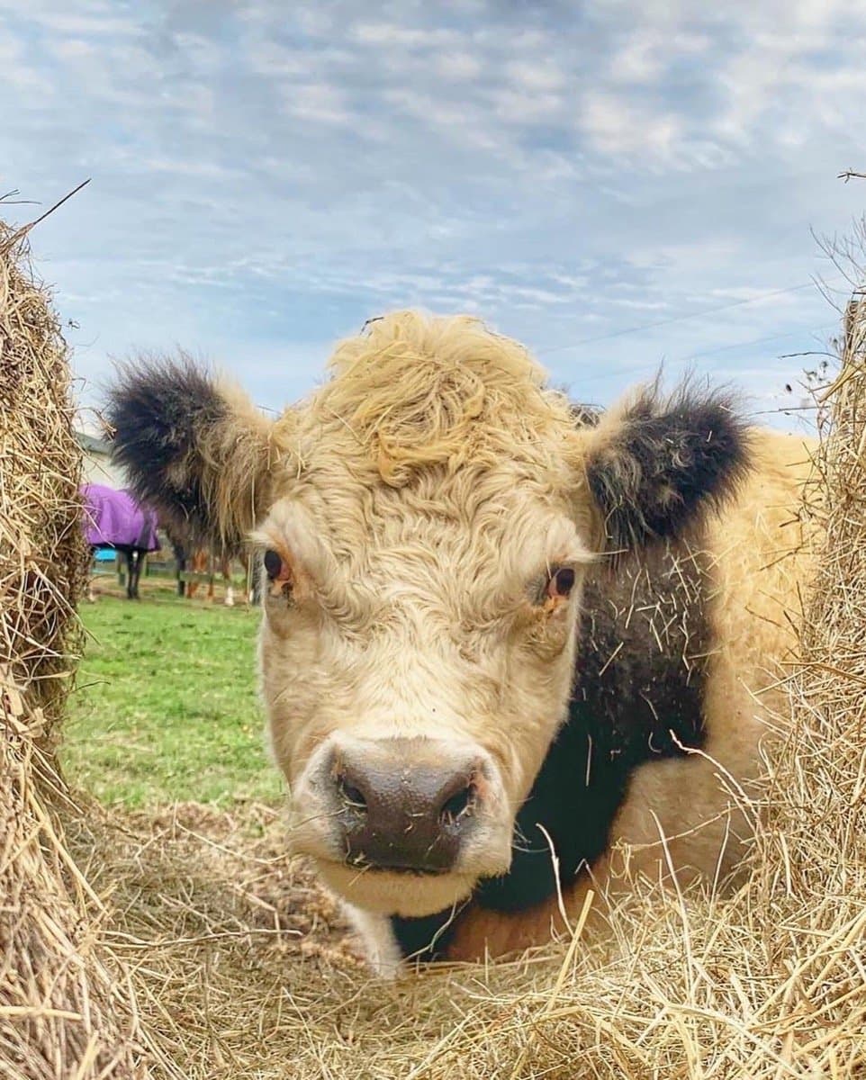 Grass-fed cows grazing the open pasture