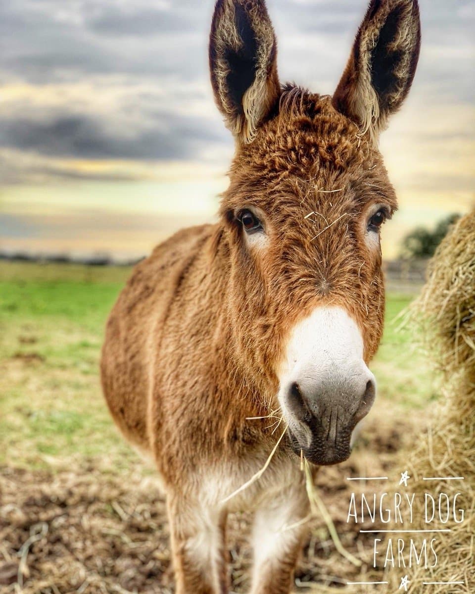 A donkey in the field