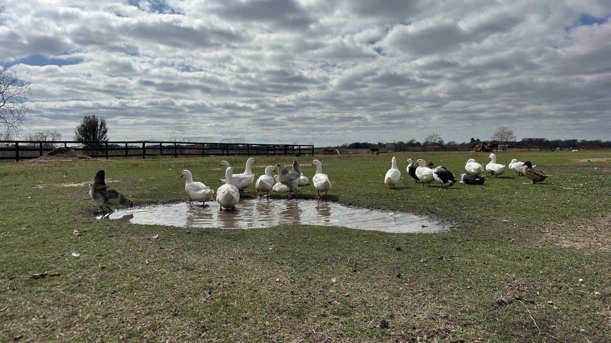 Ducks near the pond