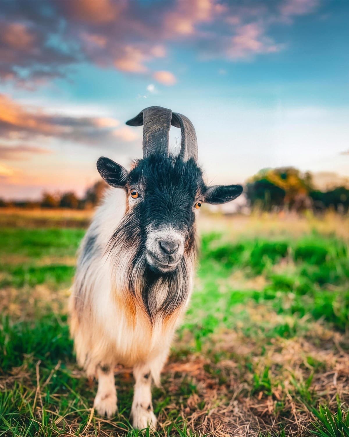 A Nigerian dwarf goat looking straight at the camera in the pasture at sunset