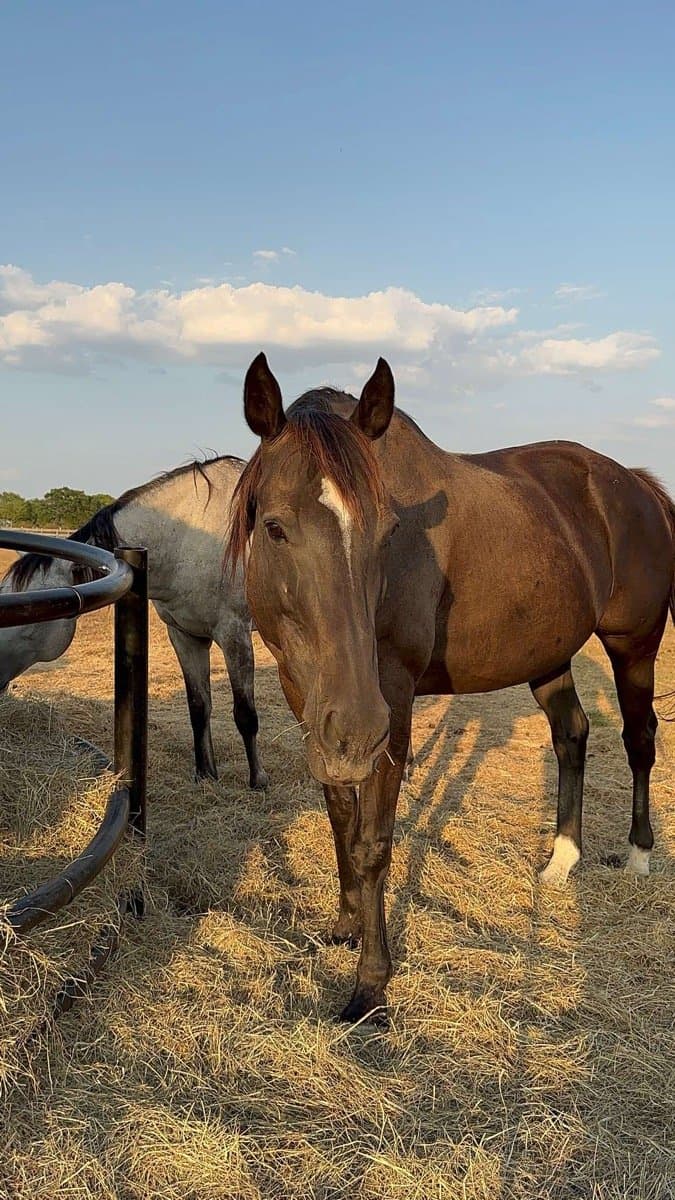 A horse in the pasture