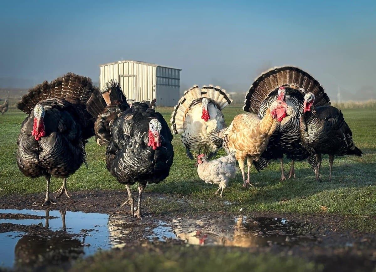 Turkeys in the yard