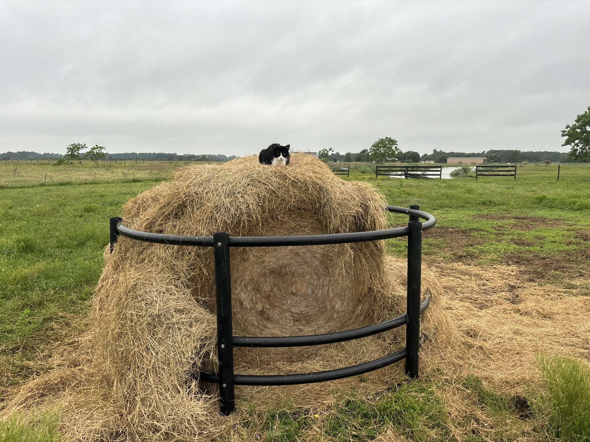 A barn cat perched on top of a round hay bale out in the pasture