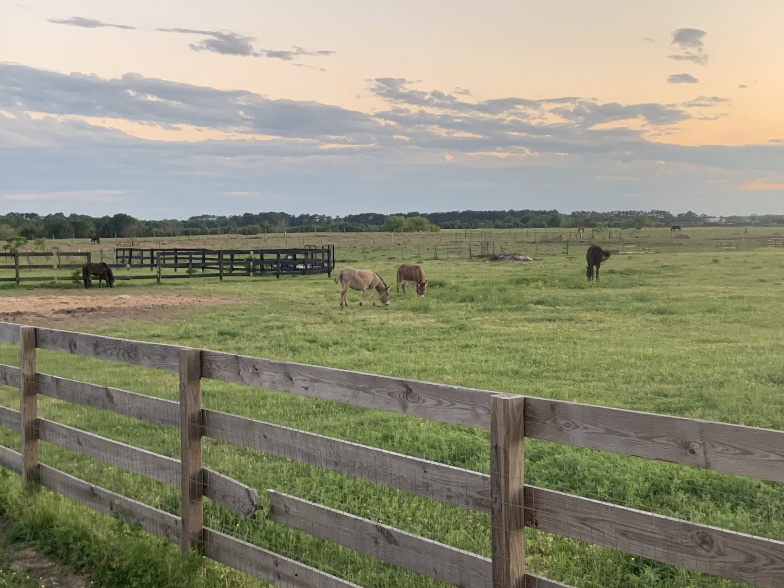 Animals grazing in the open pasture behind a wood-rail fence at dusk