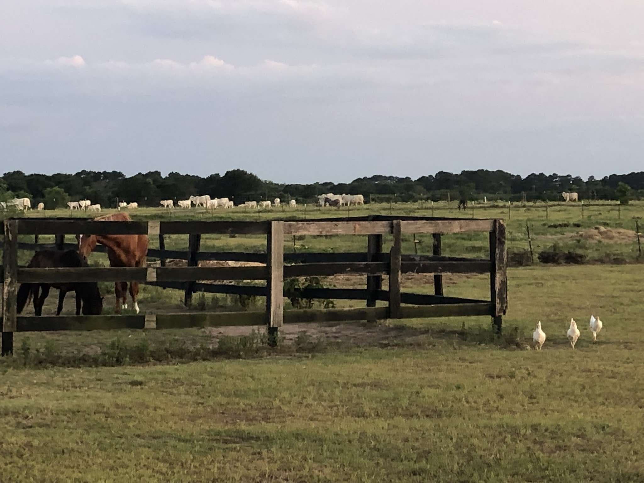 Animals grazing across the back pasture near the wooden feeder at dusk