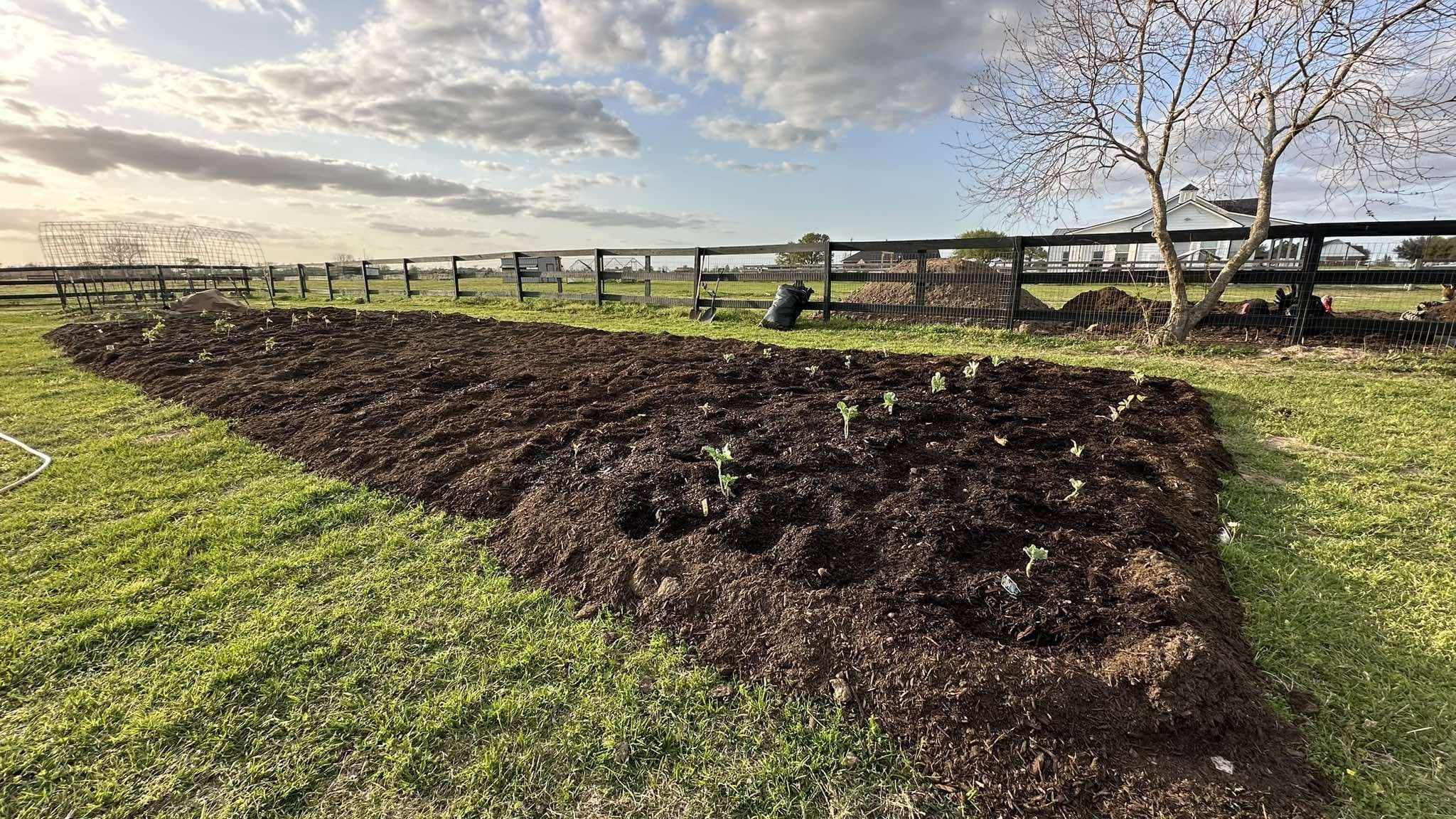 Long rows of young seedlings just planted, with the fence line behind them