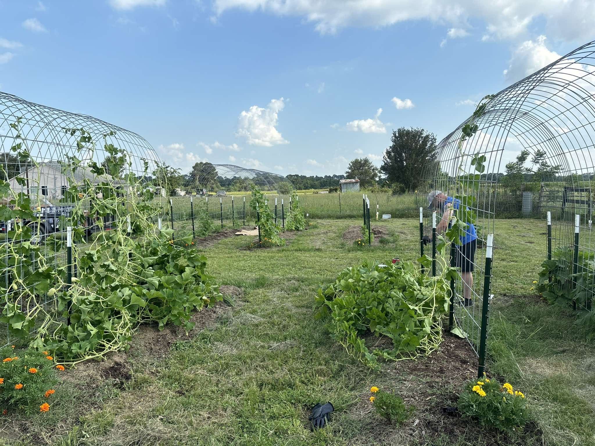 Trellises and staked rows in the market garden under a summer sky