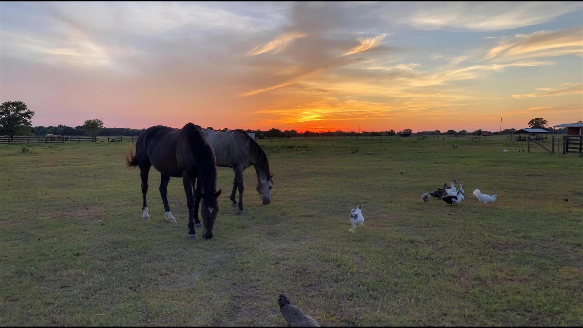 Horses grazing in an open pasture at golden hour