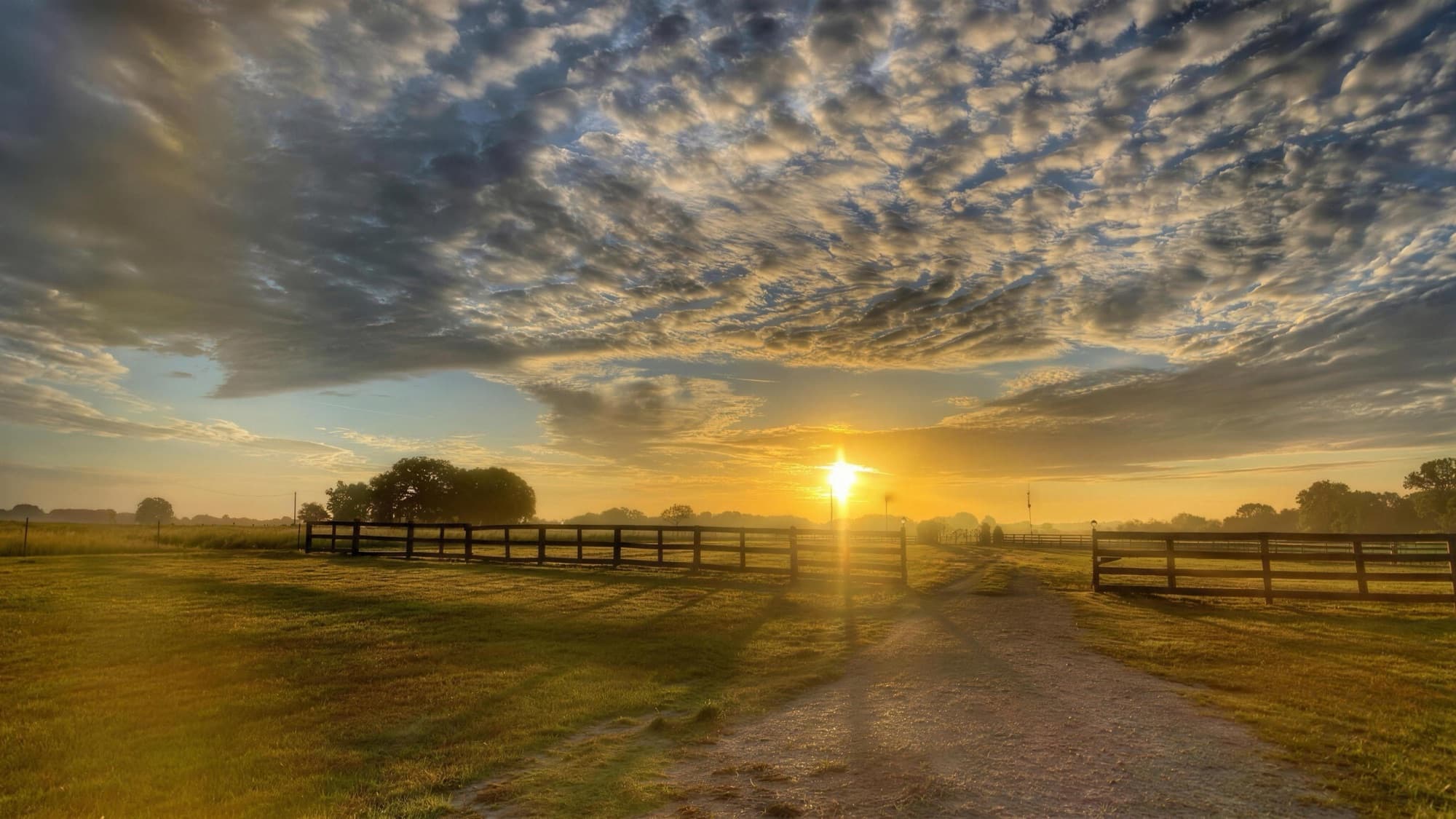 The farm's tree-lined entrance road at golden hour