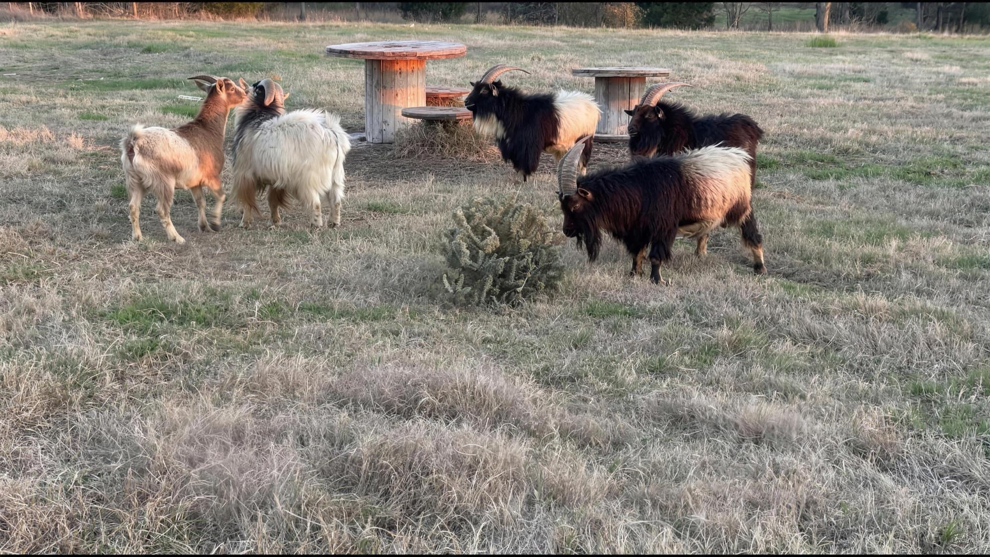 Goats gathered on and around a wooden spool table