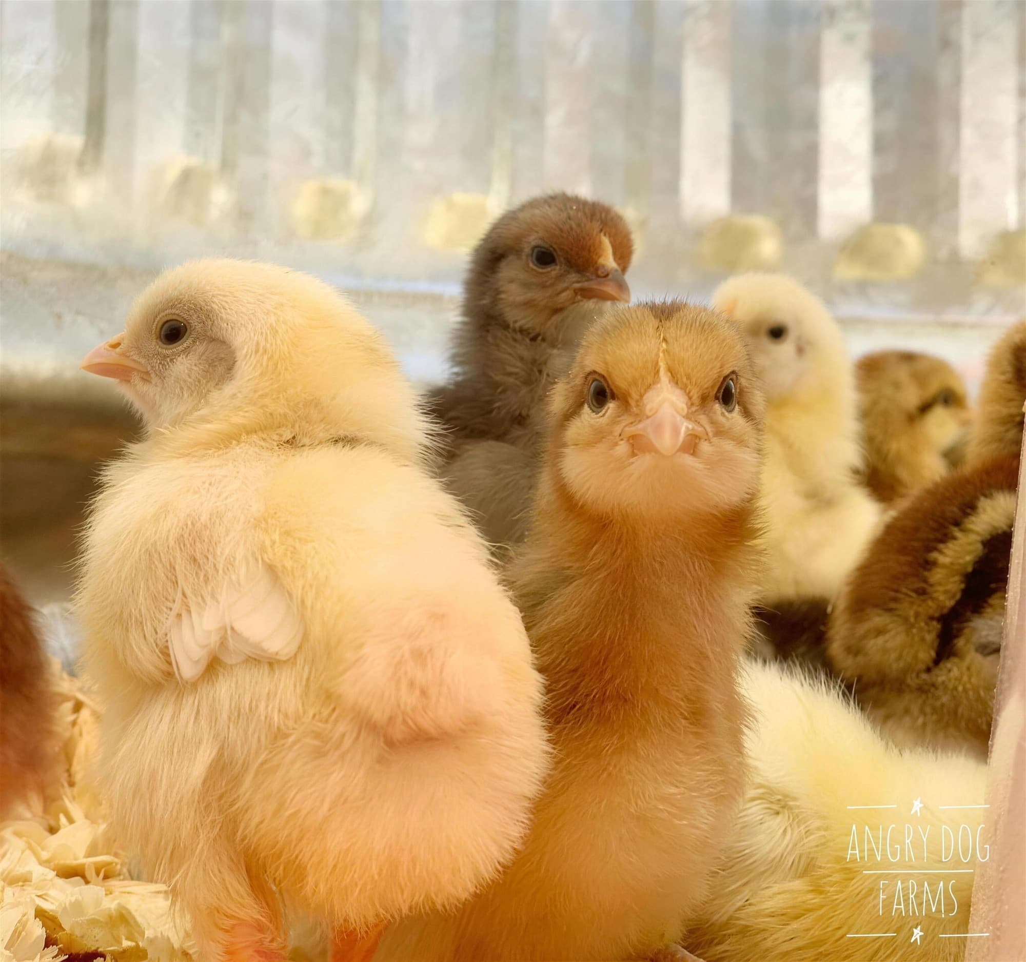 A cluster of fluffy yellow and brown chicks standing together on wood shavings in a brooder.