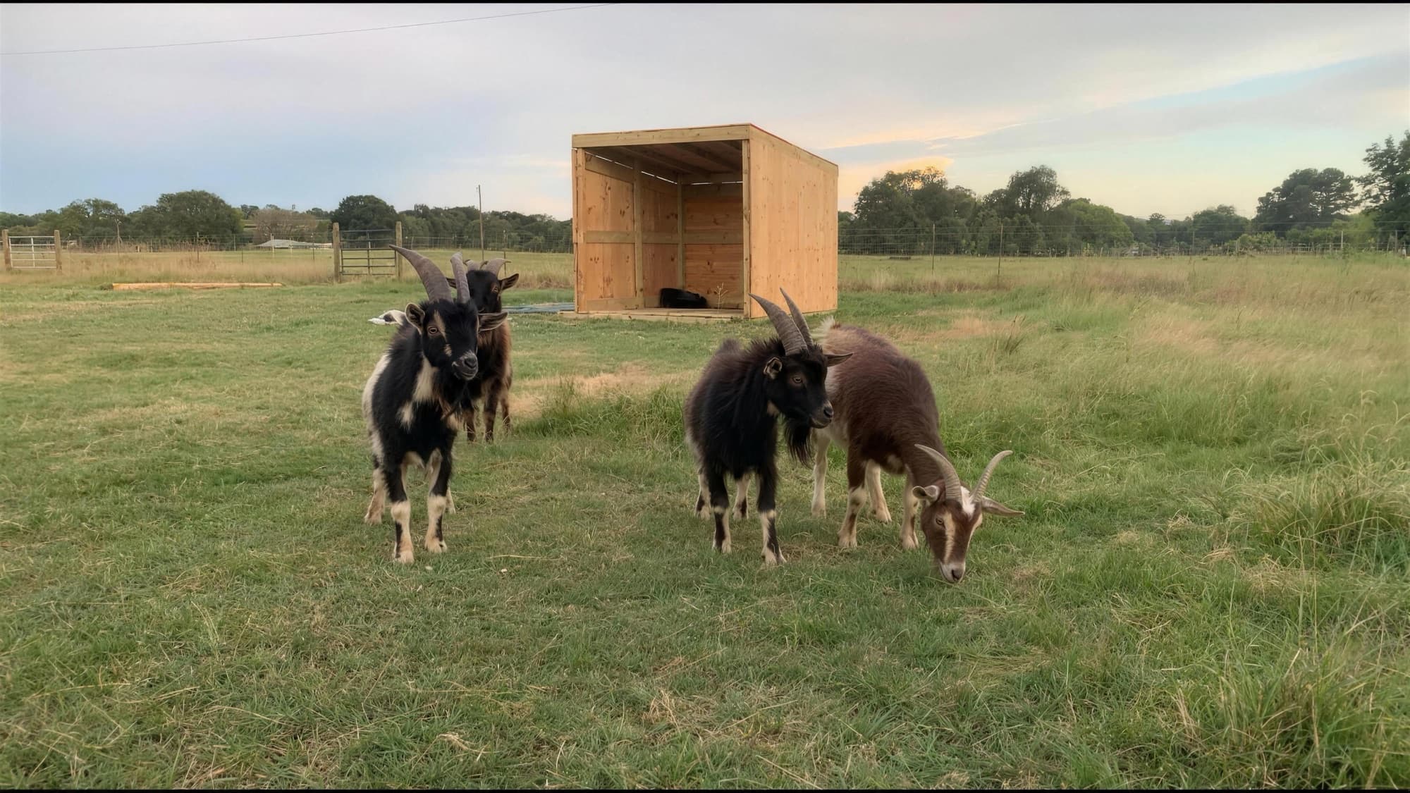Nigerian dwarf goats grazing in a grassy paddock