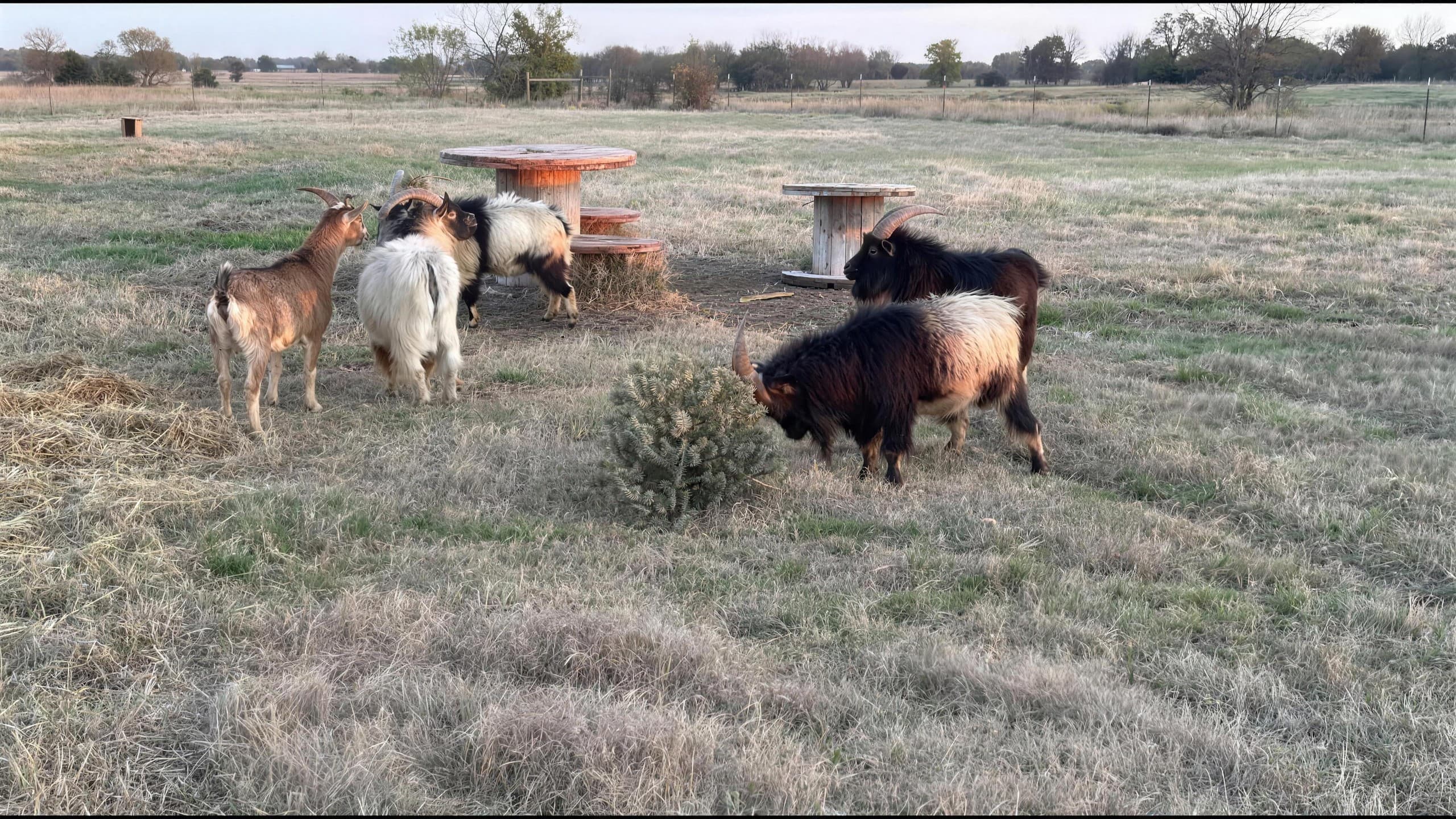 A small herd of goats grazing in a pasture at golden hour, gathered around wooden spool tables set out with hay, with trees along the far fence line.