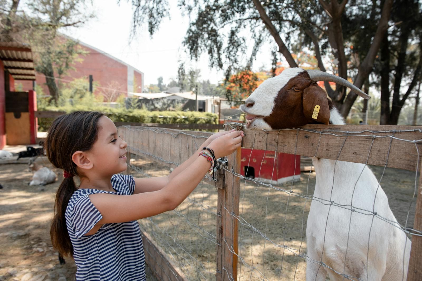 A child hand-feeding a goat at the farm