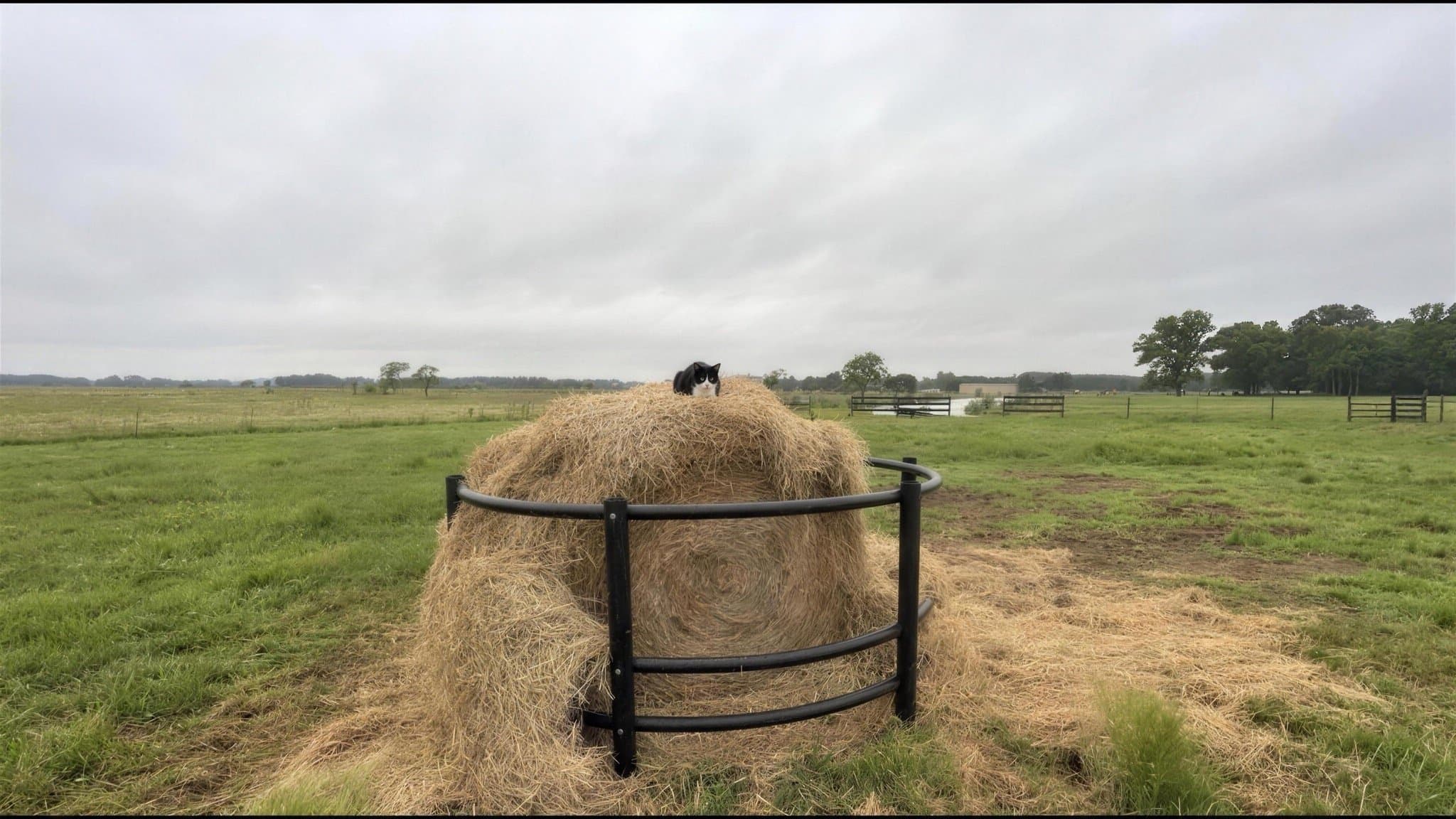 A black barn cat lounging on a round hay bale