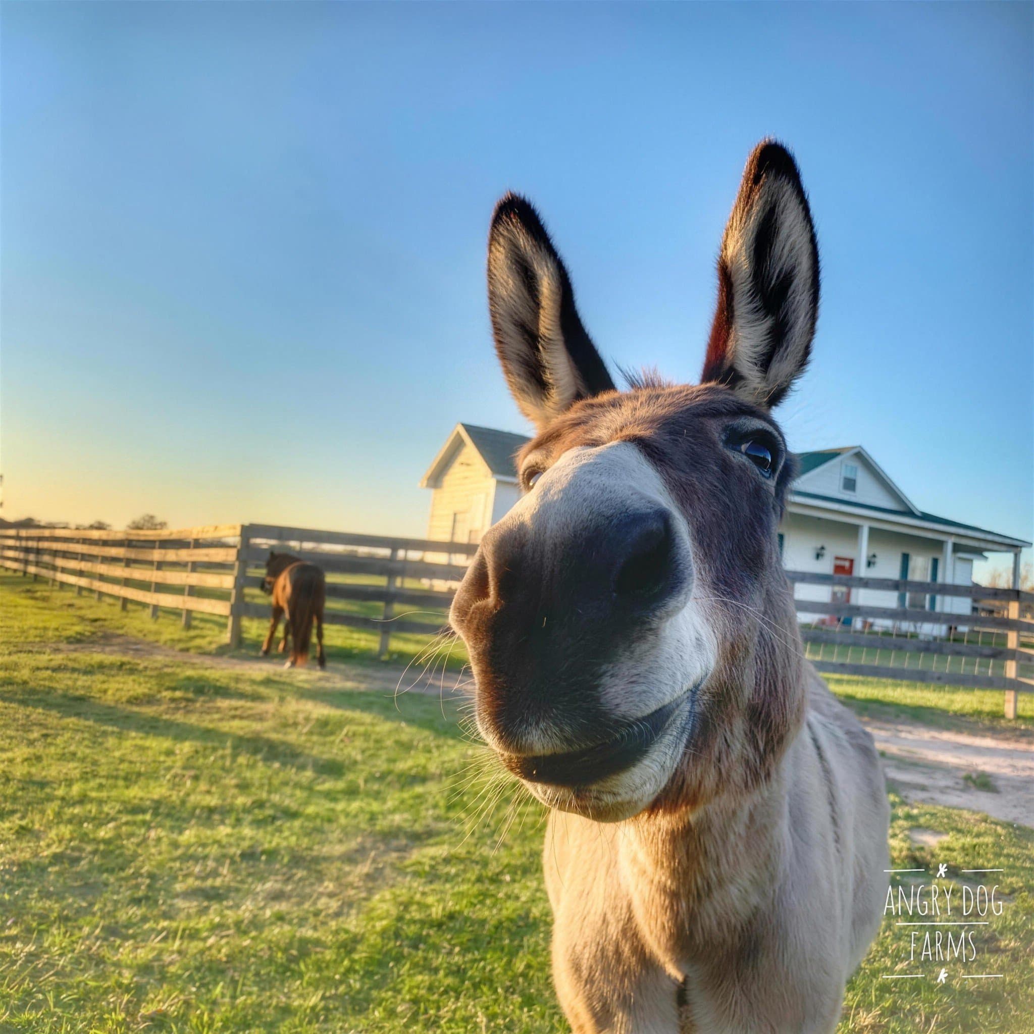 A curious donkey standing near the farmhouse with its ears perked toward the camera