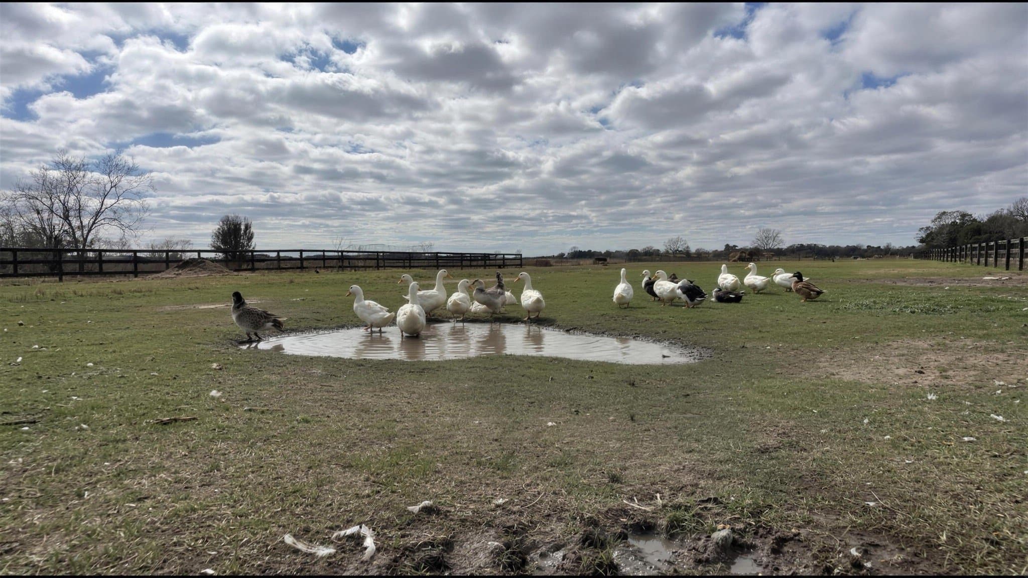 Ducks and geese gathered together at the edge of the farm pond
