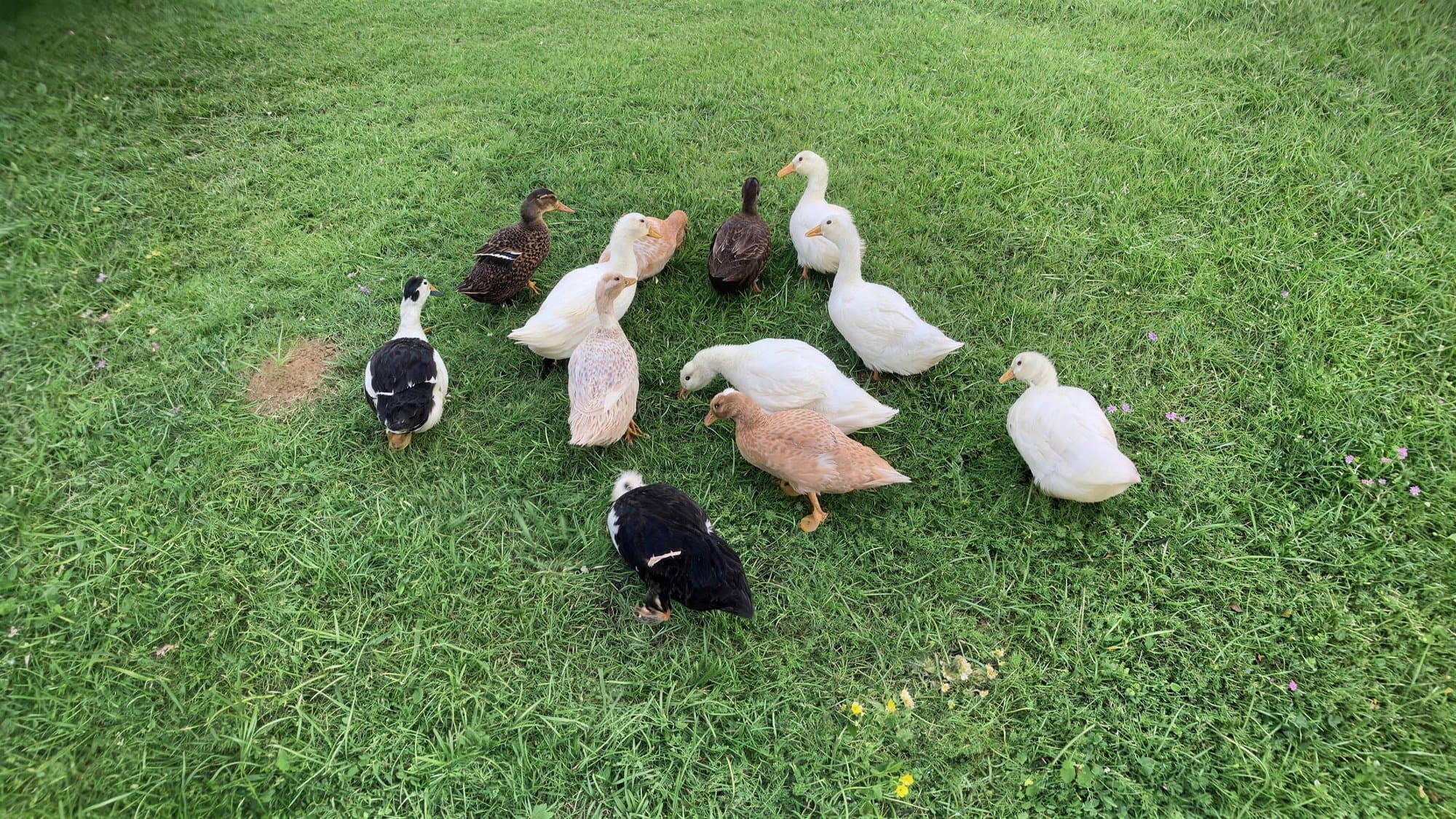 A flock of ducks gathered on the green grass, seen from above as they forage together