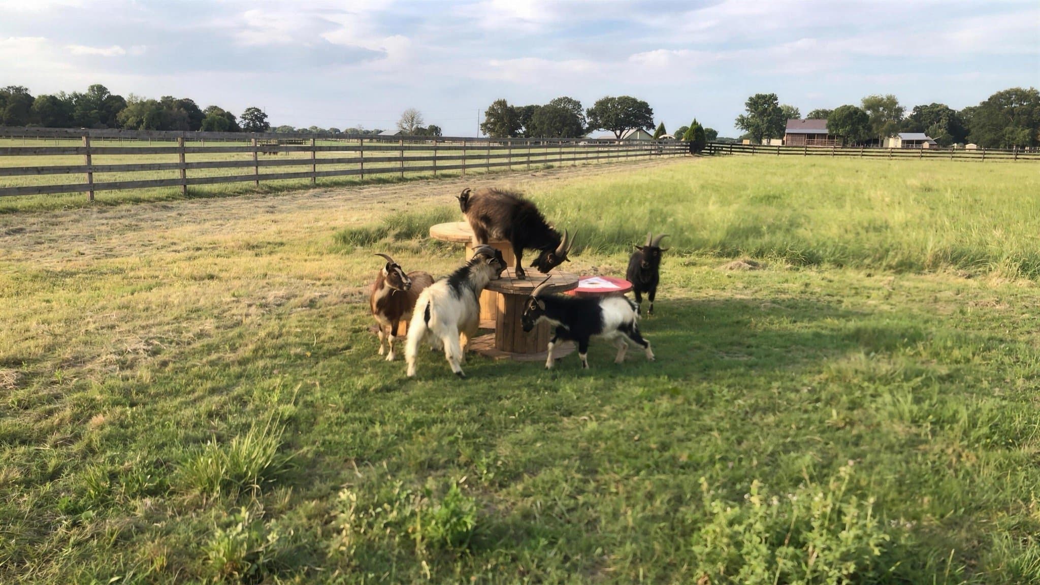 Curious goats climbing on top of a wooden spool table in the yard