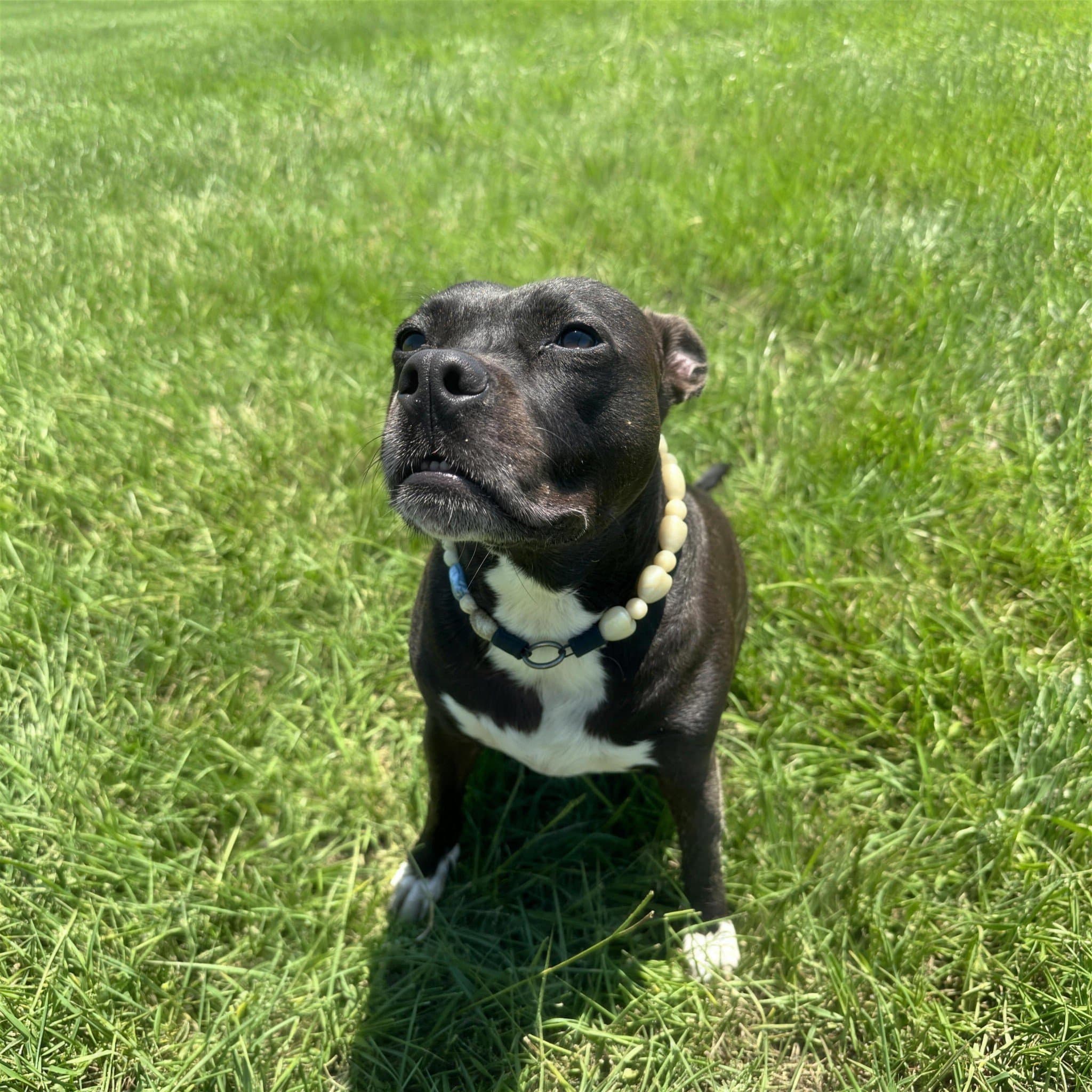 Maddie, one of the farm dogs, out in the green grass