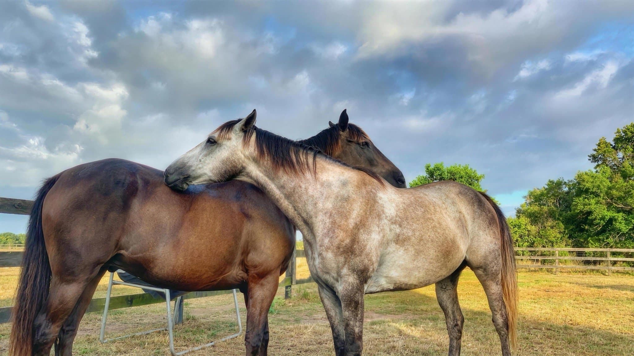 Two horses gently nuzzling each other out in the field