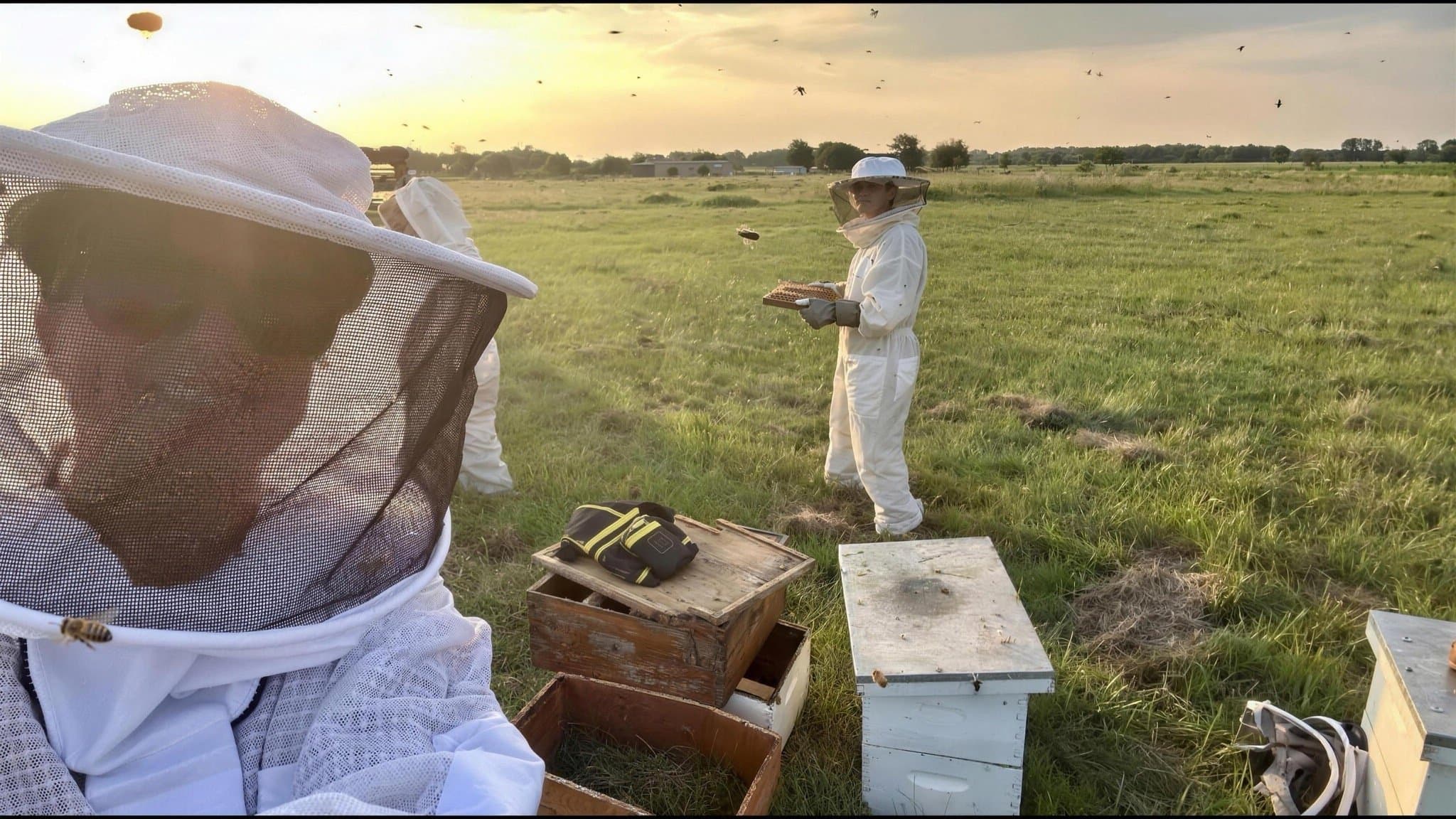 Beekeepers in white veils working the hives out in the pasture at golden sunset.