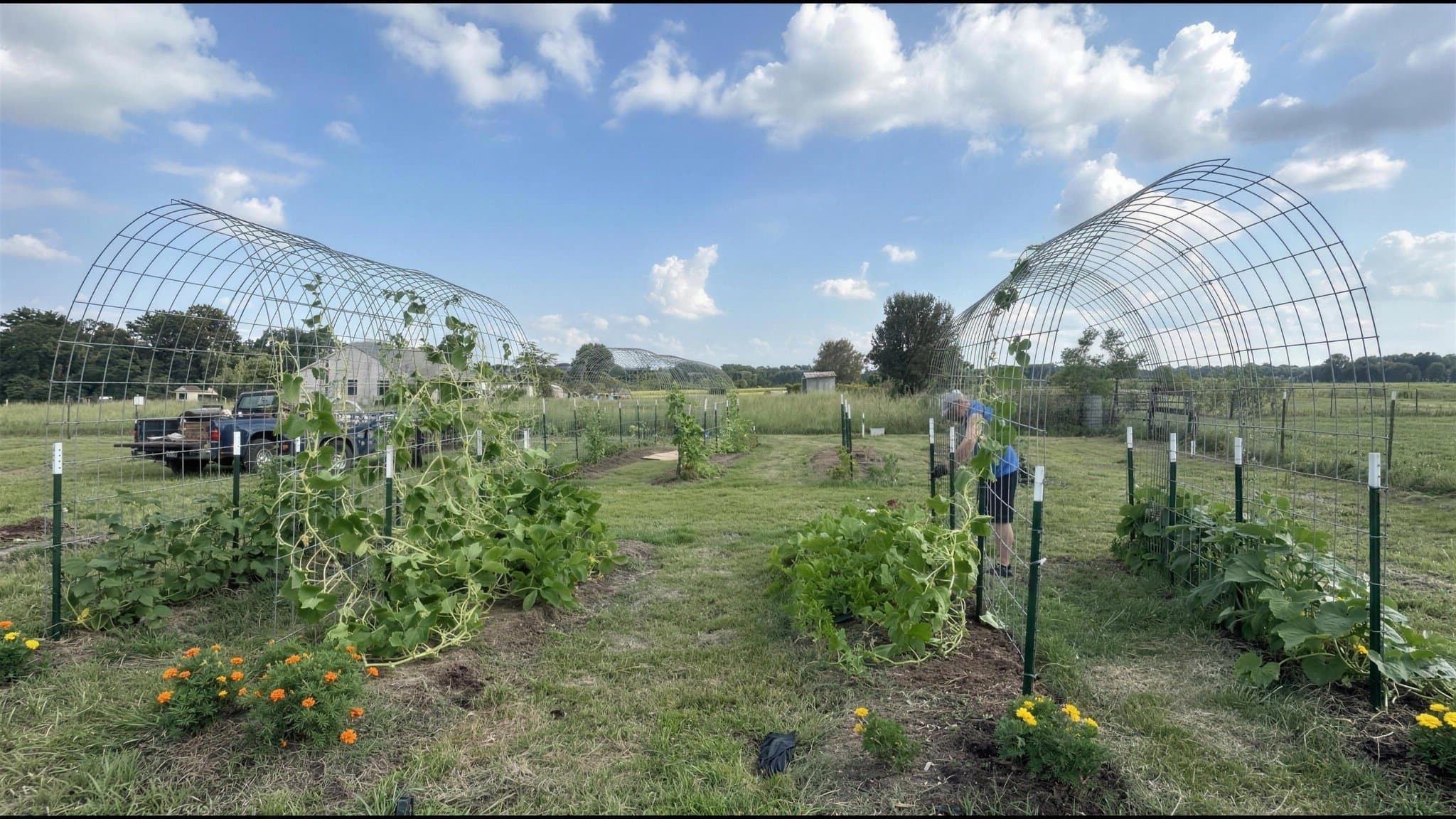 The market garden with tall wire hoop trellises, climbing vines, and marigolds along the rows.