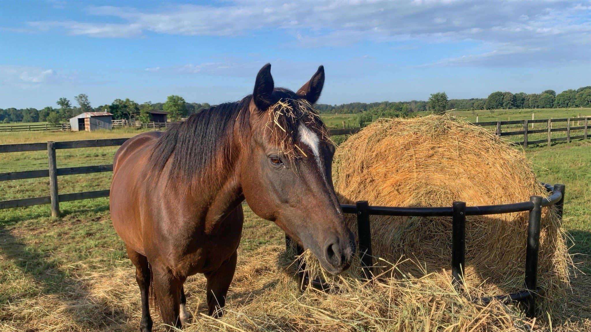 A bay horse eating from a round hay bale in the pasture at golden hour.