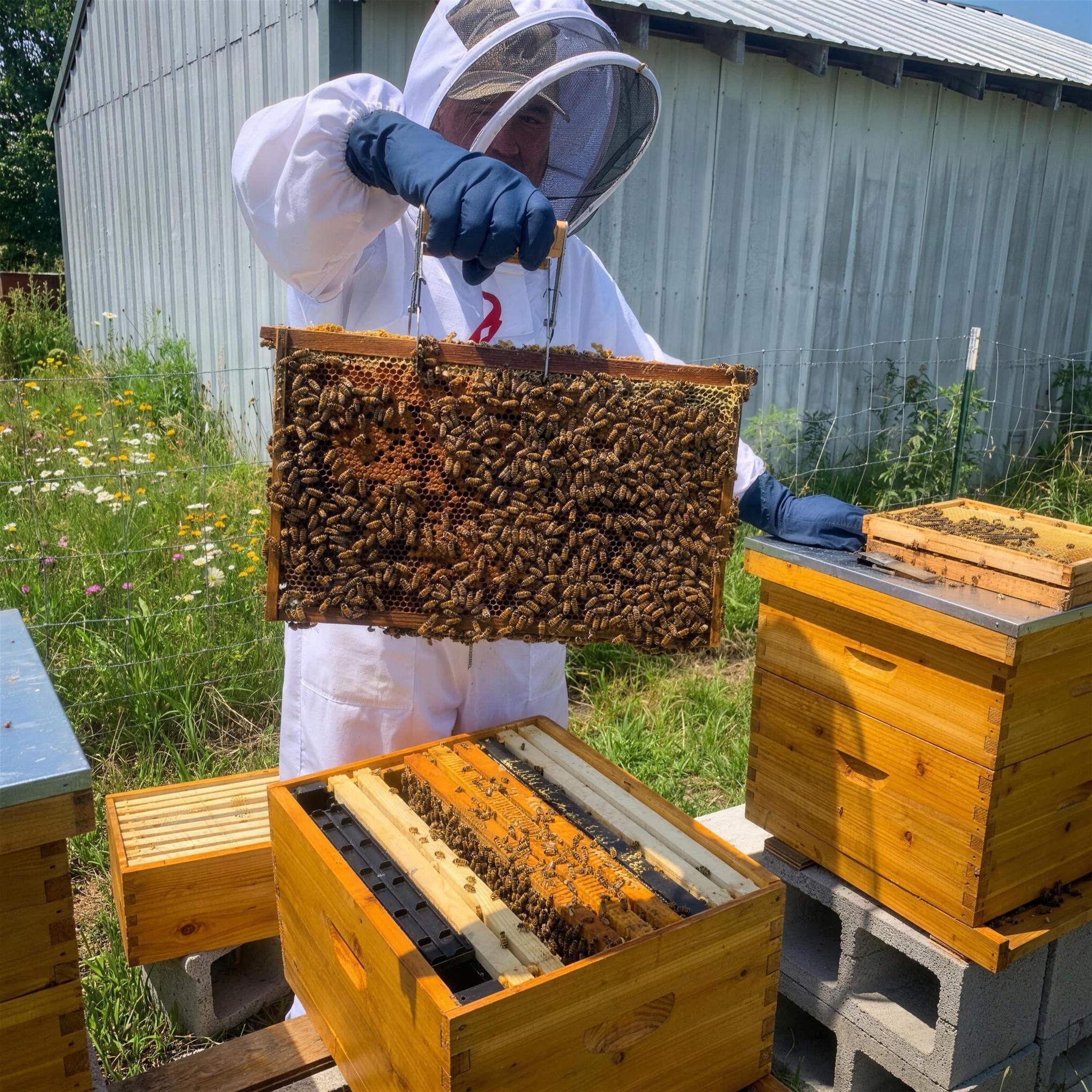 A beekeeper in a white suit and veil holding up a frame of honeybees beside open hive boxes