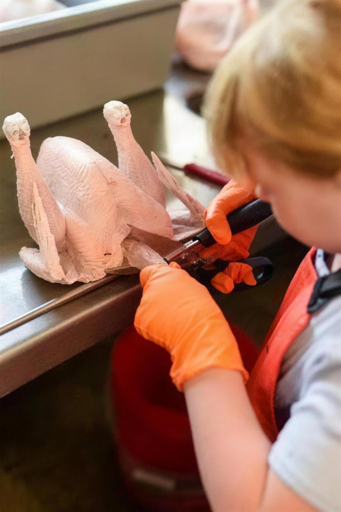 A participant in gloves prepping poultry, field to freezer