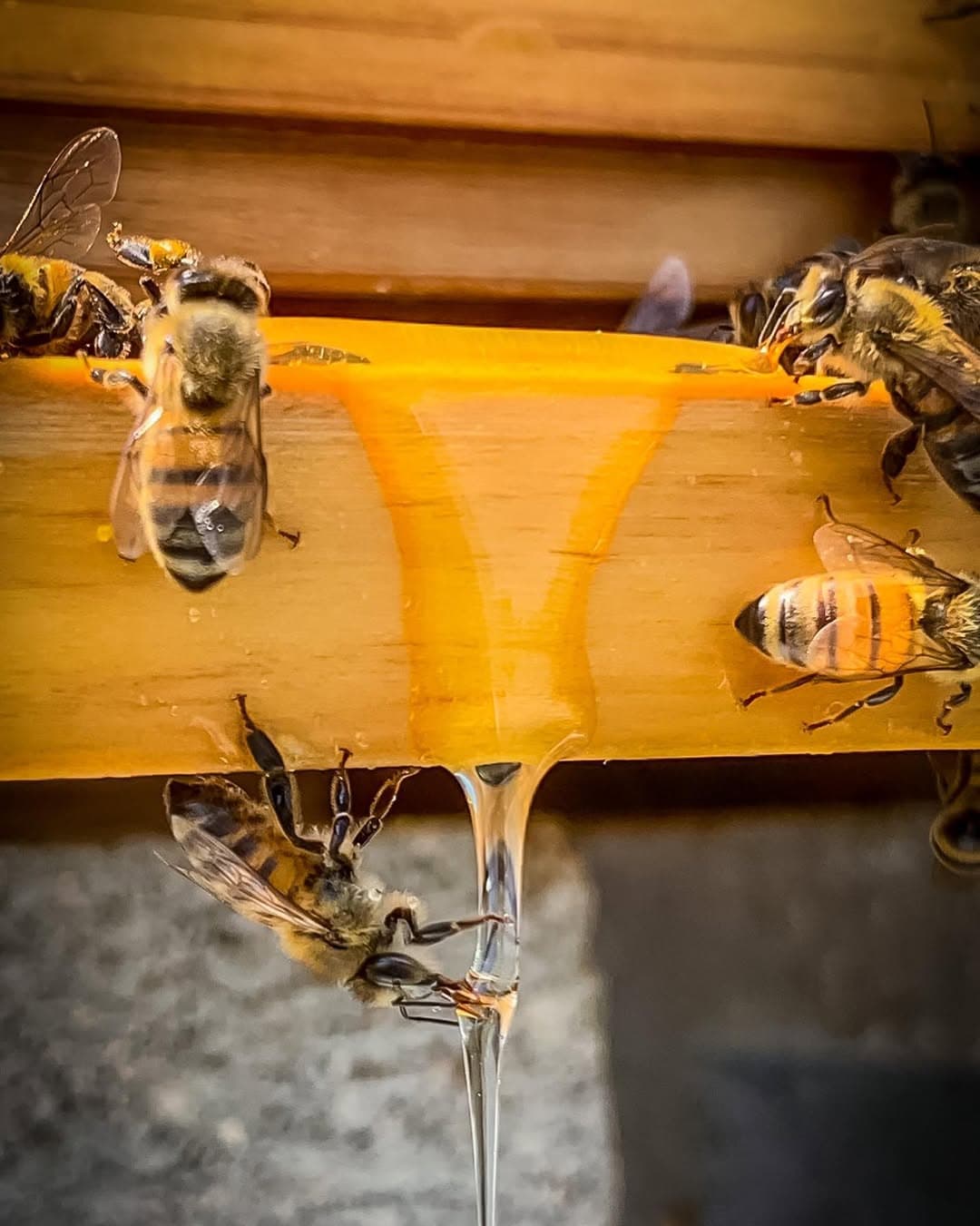 Raw Wildflower Honey