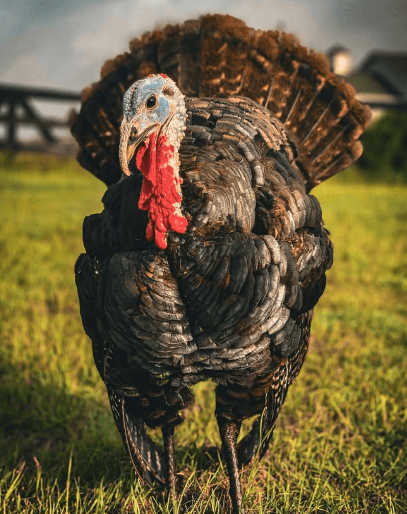 Guided Farm Tour