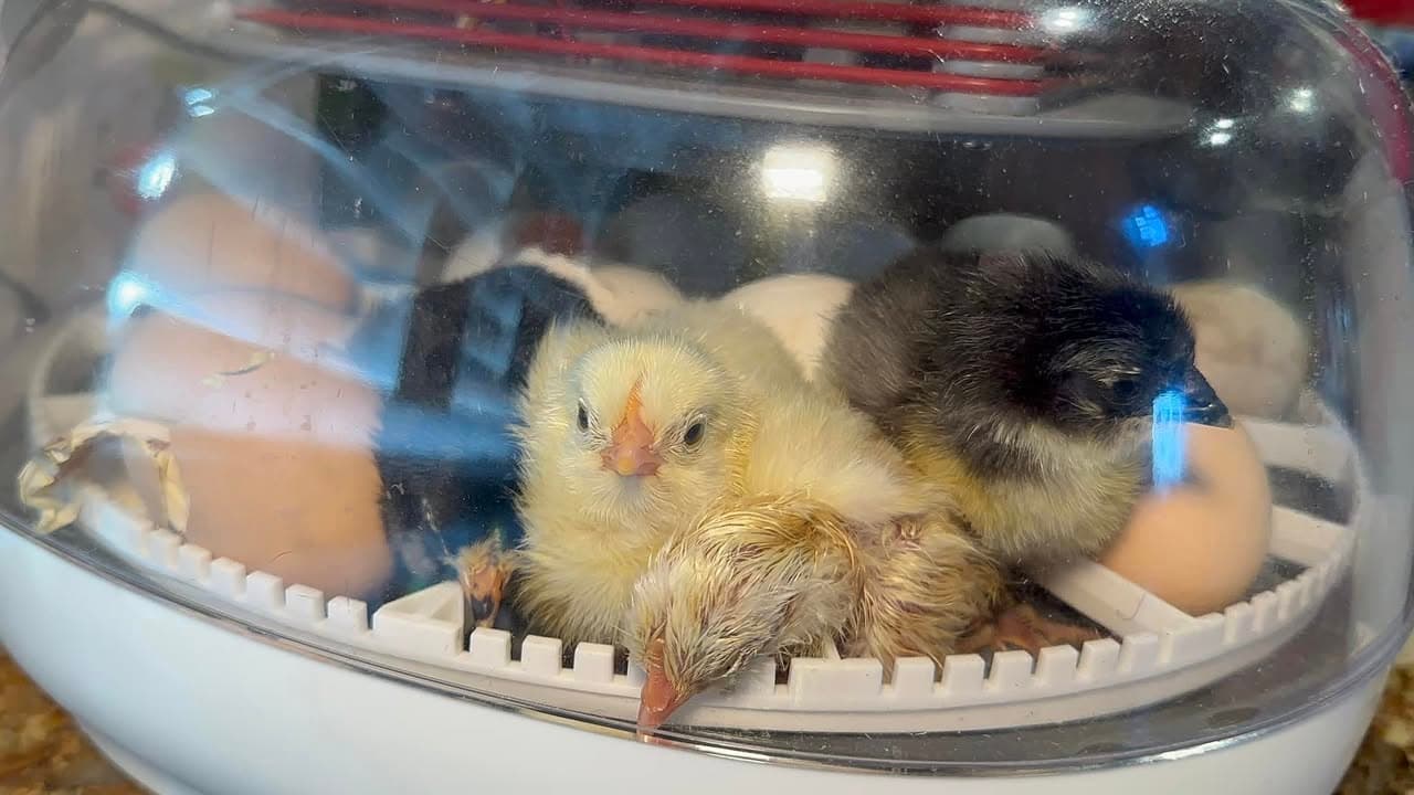Newly hatched chicks in a brooder at Angry Dog Farms, where the backyard chicken keeping class begins.